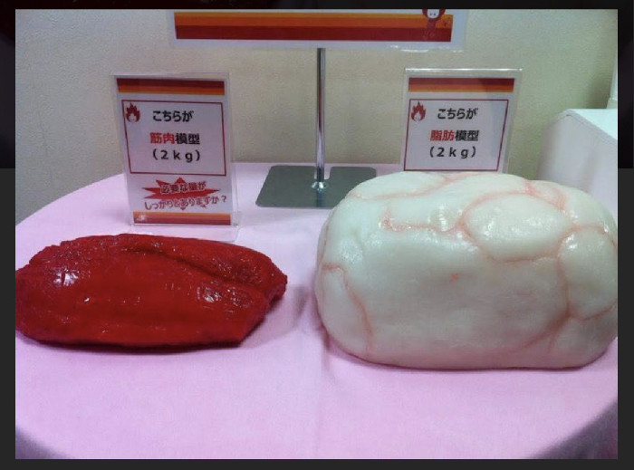 脂肪模型2kg